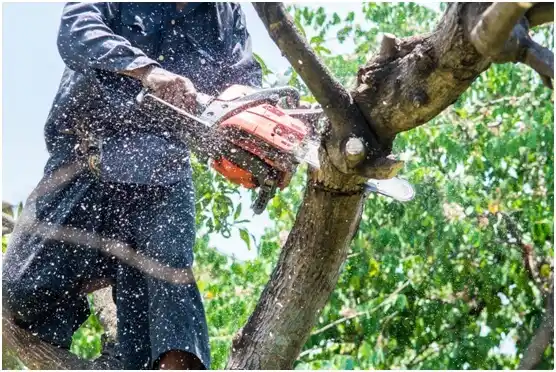 tree services Fairfax